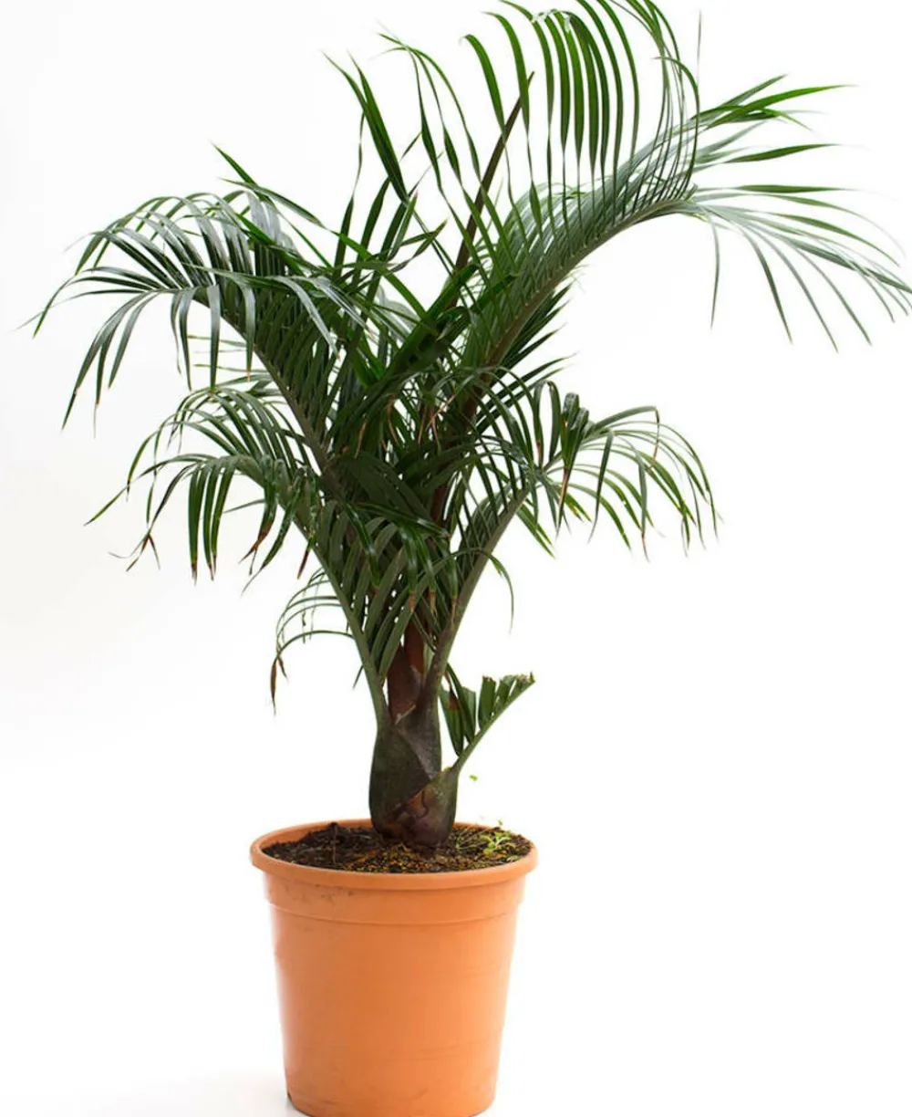 Jardintropic - Dypsis decaryi (palmier trièdre) pot de 40 litres - 140/160 cm Best