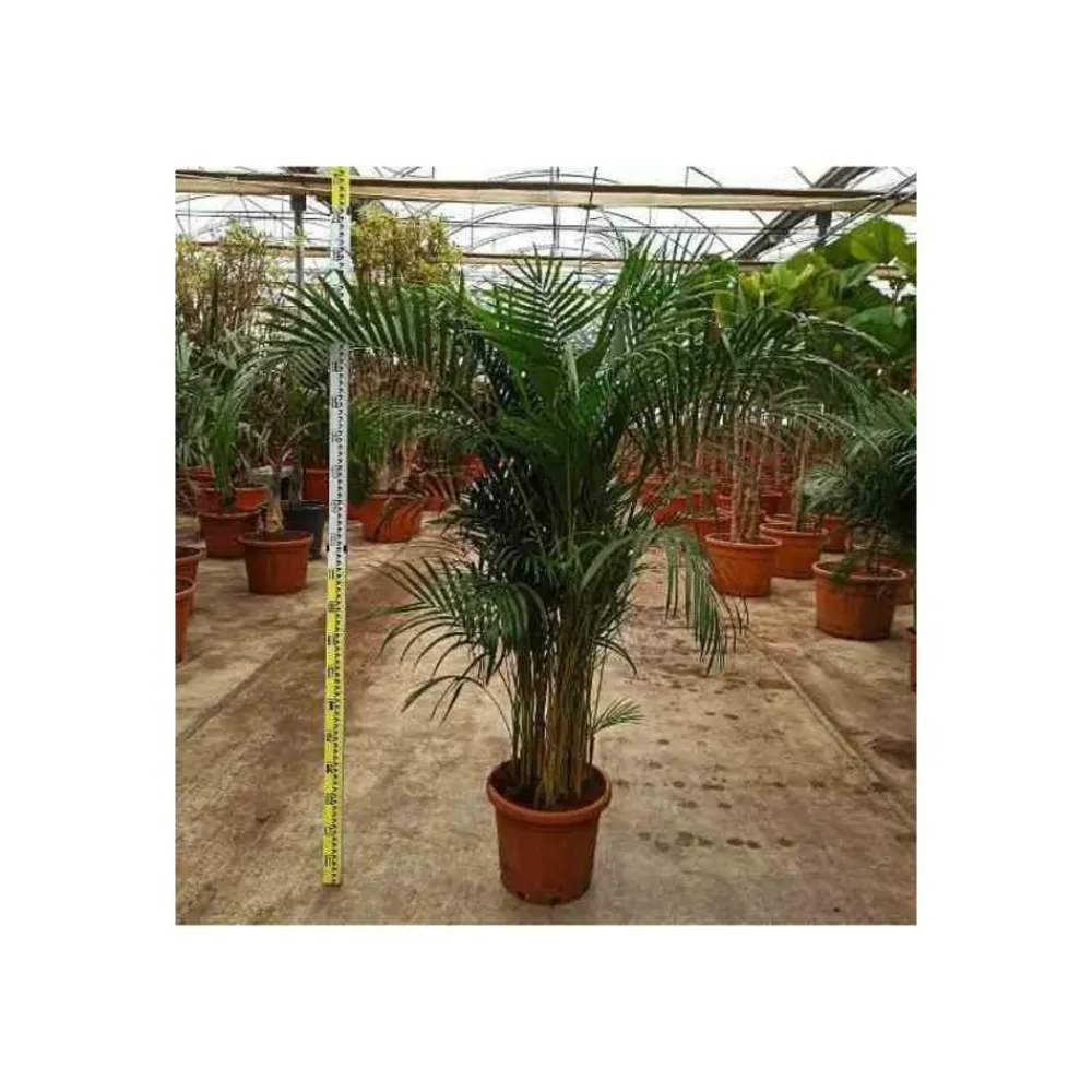 Jardintropic Palmiers D’Intérieur | - Dypsis lutescens (palmier multipliant) pot de 4l-100/120cm