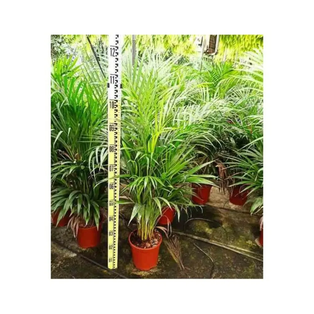 Jardintropic Palmiers D’Intérieur | - Dypsis lutescens (palmier multipliant) pot de 4l-100/120cm
