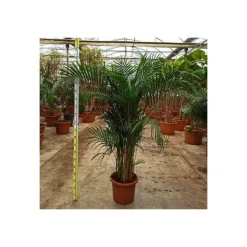 Jardintropic - Dypsis lutescens (palmier multipliant) pot de 2 litres ? 40/60 cm Best