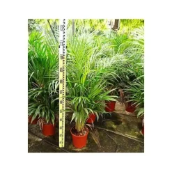 Jardintropic - Dypsis lutescens (palmier multipliant) pot de 2 litres ? 40/60 cm Best