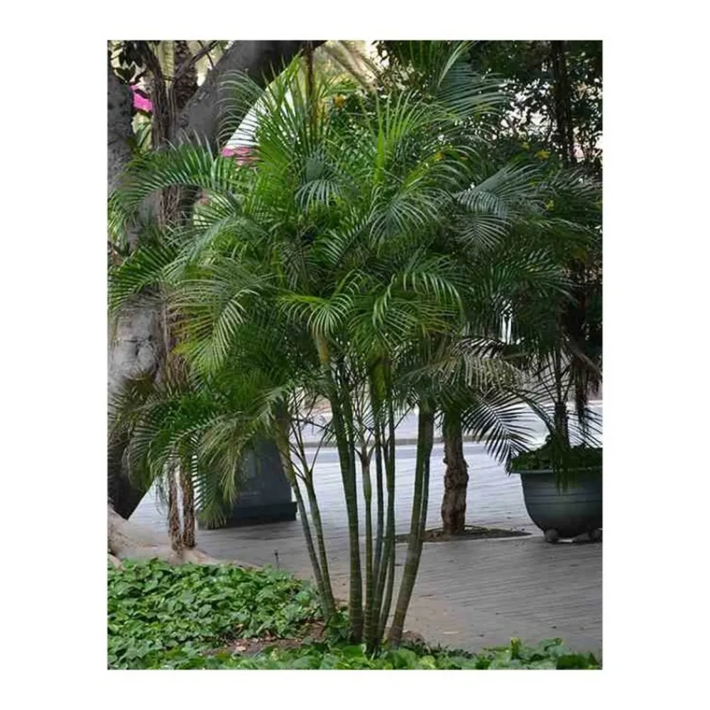 Jardintropic Palmiers D’Intérieur | - Dypsis lutescens (multipliant palmier) spécimen pot de 25l -200cm