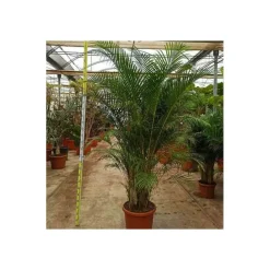Jardintropic Palmiers D’Intérieur | - Dypsis lutescens (multipliant palmier) spécimen pot de 25l -200cm