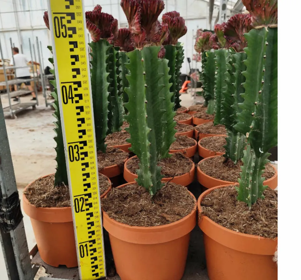 Jardintropic - Euphorbia lactea 'cristata' pot de 3 litres - 50/60 cm