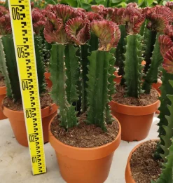 Jardintropic - Euphorbia lactea 'cristata' pot de 8 litres ? 60/80 cm Clearance