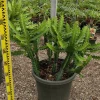 Jardintropic - Euphorbia lactea pot de 25l - 80/100cm New