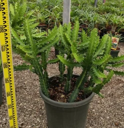 Jardintropic Cactus Et Plantes Grasses | - Euphorbia lactea pot de 7 litres ? 80/100 cm