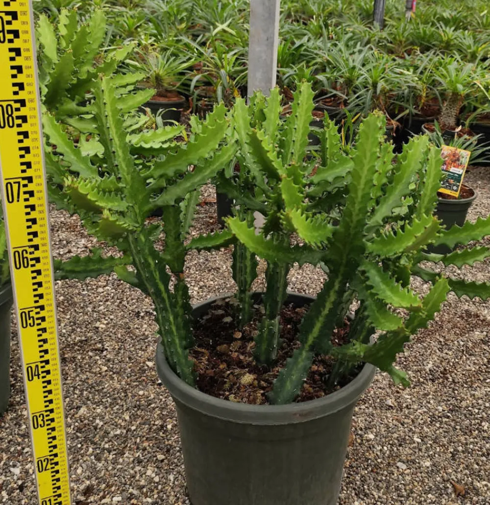 Jardintropic Cactus Et Plantes Grasses | - Euphorbia lactea pot de 7 litres ? 80/100 cm