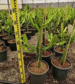 Jardintropic Cactus Et Plantes Grasses | - Euphorbia lactea pot de 7 litres ? 80/100 cm