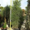 Jardintropic Cactus Et Plantes Grasses | - Euphorbia tirucalli (cactus crayon) pot de 250l 200/250cm