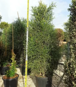 Jardintropic Cactus Et Plantes Grasses | - Euphorbia tirucalli (cactus crayon) pot de 250l 200/250cm