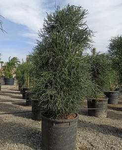 Jardintropic Cactus Et Plantes Grasses | - Euphorbia tirucalli (cactus crayon) pot de 250l 200/250cm
