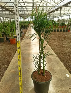 Jardintropic Cactus Et Plantes Grasses | - Euphorbia tirucalli (cactus crayon) pot de 250l 200/250cm