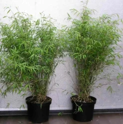 Jardintropic Bambous | - Fargesia angustissima (bambou non traçant) pot 2 litres - 30/50cm - 4/7 cannes
