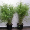 Jardintropic Bambous | - Fargesia angustissima (bambou non traçant) pot 15 litres - 150/200cm - 8/12 cannes