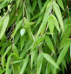 Jardintropic - Fargesia denudata 'xian 2' (bambou non traçant) pot 10 litres - 80/100cm - 5/7 cannes