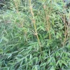 Jardintropic - Fargesia denudata 'xian 2' (bambou non traçant) pot 30 litres - 110/150cm - 10/15 cannes Hot