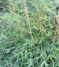 Jardintropic Bambous | - Fargesia denudata 'xian 2' (bambou non traçant) pot 10 litres - 100/150cm - 5/7 cannes