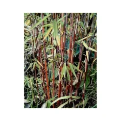 Jardintropic - Fargesia "jiuzhaigou 1" (bambou non traçant) pot 30 litres - 175/200cm - 15/25 cannes Best