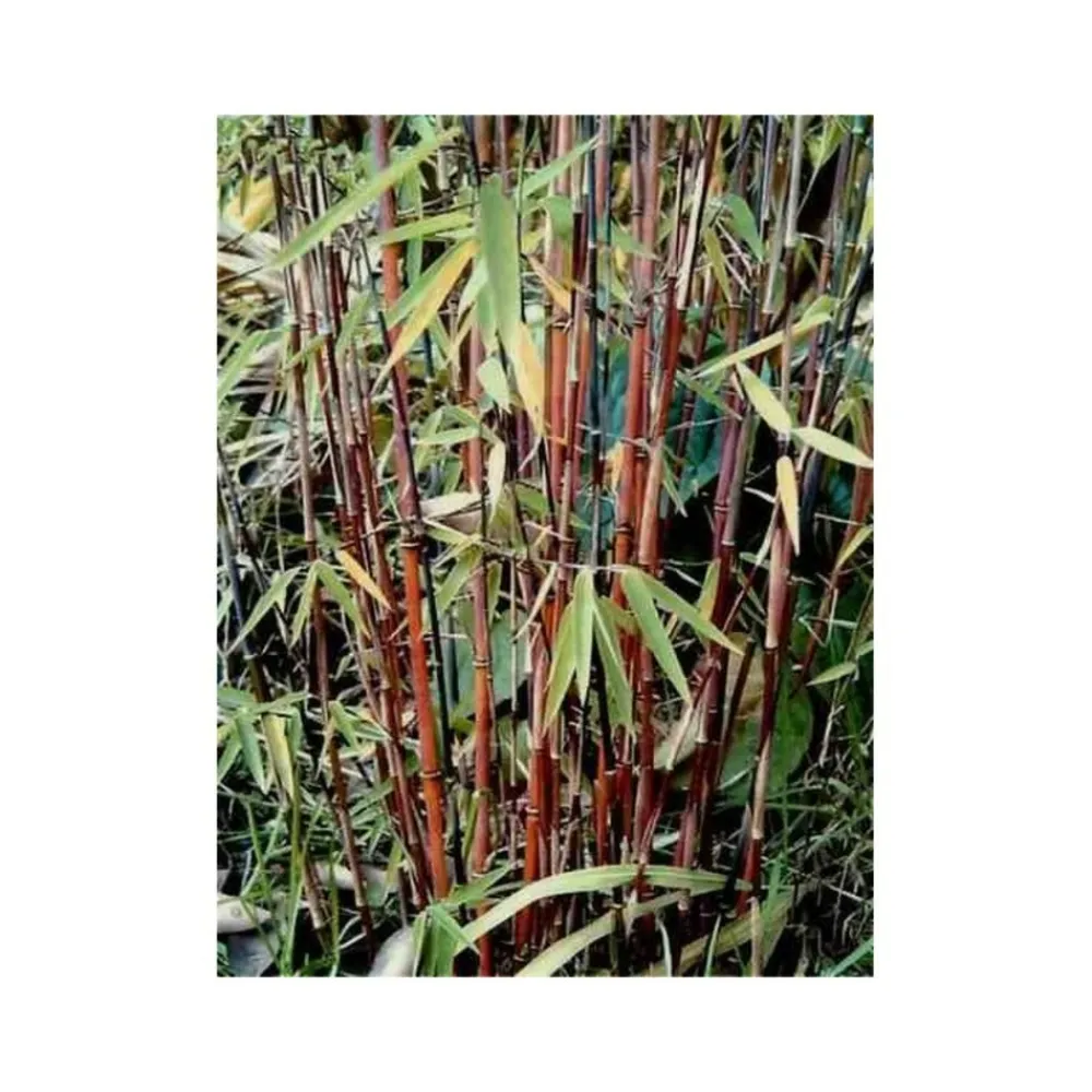 Jardintropic - Fargesia "jiuzhaigou 1" (bambou non traçant) pot 30 litres - 175/200cm - 15/25 cannes Best