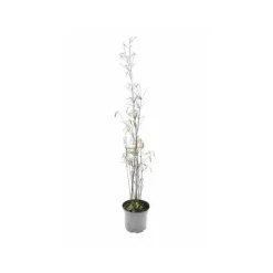 Jardintropic - Fargesia "jiuzhaigou 1" (bambou non traçant) pot 10 litres - 100/150cm - 6/10 cannes Hot