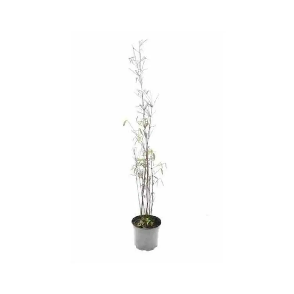 Jardintropic - Fargesia "jiuzhaigou 1" (bambou non traçant) pot 10 litres - 100/150cm - 6/10 cannes Hot