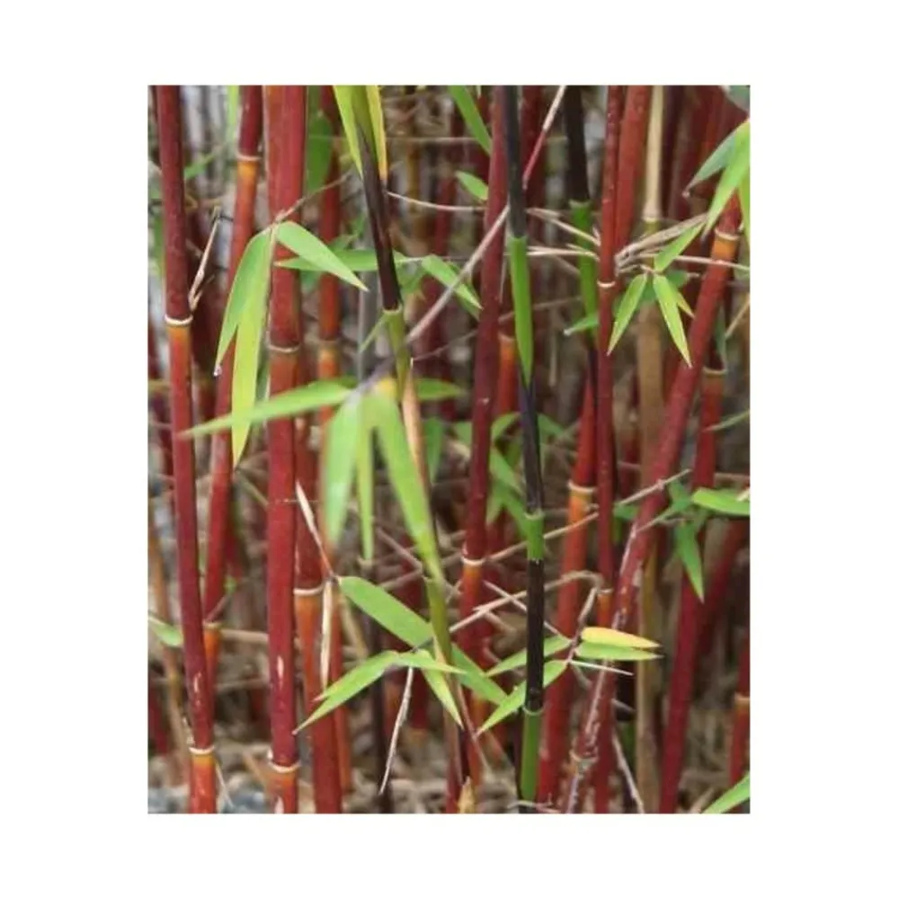 Jardintropic - Fargesia "jiuzhaigou 1" (bambou non traçant) pot 10 litres - 100/150cm - 6/10 cannes Hot