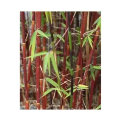 Jardintropic Bambous | - Fargesia 