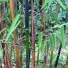 Jardintropic Bambous | - Fargesia jiuzhaigou b1 (bambou non traçant) pot 5 litres - 80/120cm - 4/7 cannes