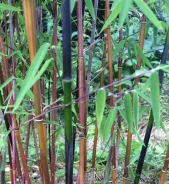 Jardintropic Bambous | - Fargesia jiuzhaigou b1 (bambou non traçant) pot 5 litres - 80/120cm - 4/7 cannes