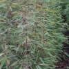 Jardintropic Bambous | - Fargesia "jiuzhaigou 8" (bambou non traçant) pot 5 litres - 50/80cm - 5/7 cannes