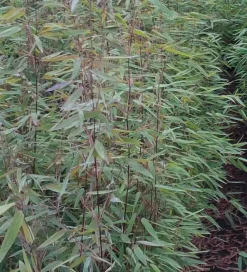 Jardintropic Bambous | - Fargesia "jiuzhaigou 8" (bambou non traçant) pot 5 litres - 50/80cm - 5/7 cannes