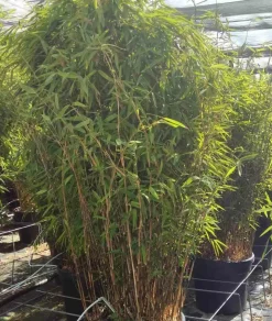 Jardintropic - Fargesia nitida "volcan" (nitida gansu x nitida) (bambou non traçant) pot 15 litres - 80/100cm - 8/12 cannes Discount