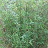 Jardintropic Bambous | - Fargesia nitida "gansu" (bambou non traçant) pot 5 litres - 40/60cm - 6/9 cannes