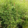 Jardintropic - Fargesia nitida "winterjoy" (nitida x murielae) (bambou non traçant) pot 45 litres - 175/200cm - 14/24 cannes