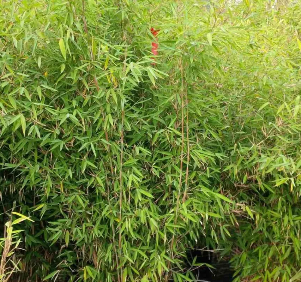 Jardintropic - Fargesia nitida "winterjoy" (nitida x murielae) (bambou non traçant) pot 45 litres - 175/200cm - 14/24 cannes