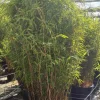 Jardintropic Bambous | - Fargesia nitida "volcan" (nitida gansu x nitida) (bambou non traçant) pot 2 litres - 40/50cm - 4/7 cannes
