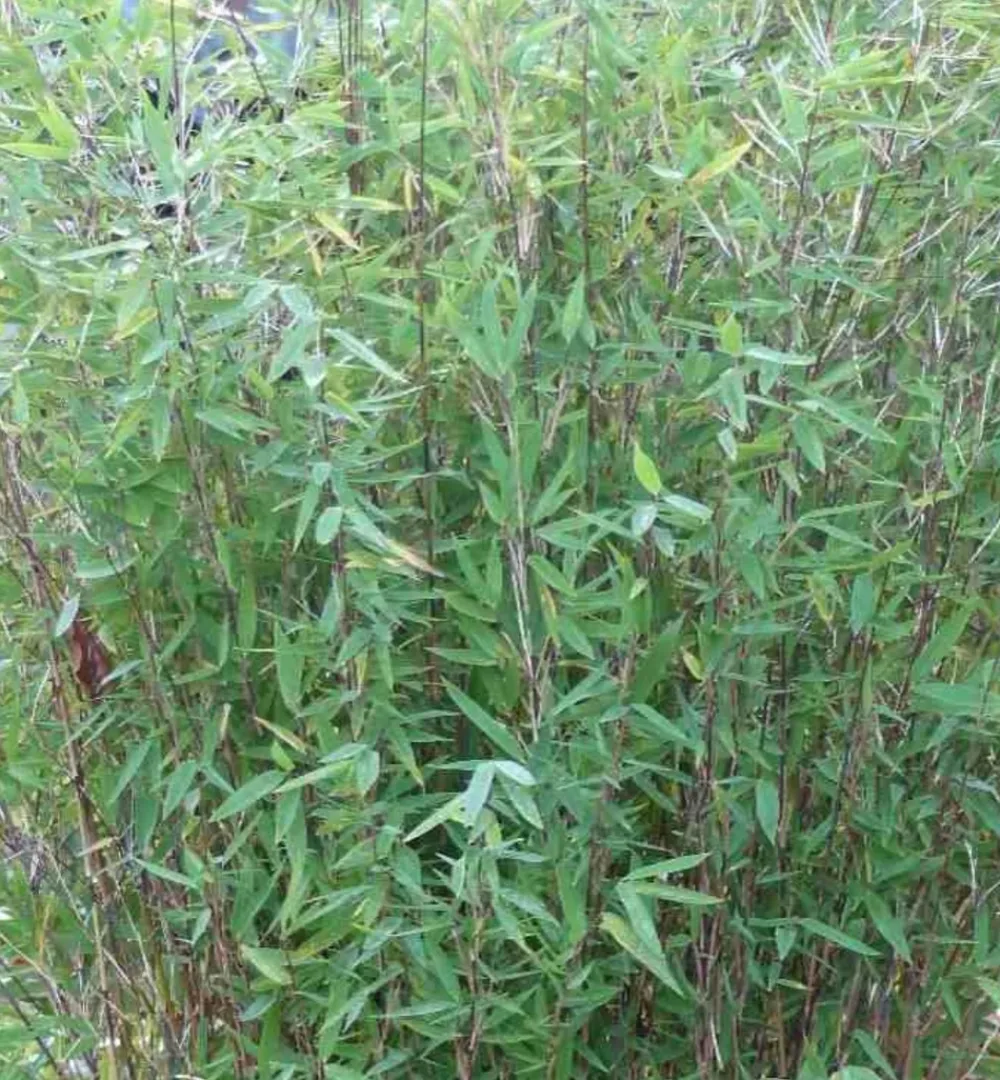 Jardintropic - Fargesia nitida "gansu" (bambou non traçant) pot 2 litres - 40/50cm - 4/7 cannes Discount