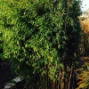 Jardintropic Bambous | - Fargesia obélisque (murielae x nitida) (bambou non traçant) pot 45 litres - 175/200cm - 14/24 cannes
