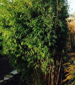 Jardintropic Bambous | - Fargesia obélisque (murielae x nitida) (bambou non traçant) pot 30 litres - 175/200cm - 12/18 cannes