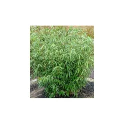 Jardintropic - Fargesia robusta "campbell" (bambou non traçant) pot 45 litres - 175/200cm - 8/12 cannes Hot