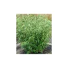 Jardintropic Bambous | - Fargesia robusta "campbell" (bambou non traçant) pot 10 litres - 100/150cm - 5/7 cannes