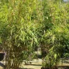 Jardintropic - Fargesia robusta ?pingwu? (bambou non traçant) pot 2 litres - 30/50cm - 3/6 cannes Best