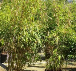 Jardintropic - Fargesia robusta ?pingwu? (bambou non traçant) pot 2 litres - 30/50cm - 3/6 cannes Best