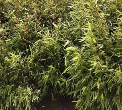 Jardintropic - Fargesia robusta ?pingwu? (bambou non traçant) pot 2 litres - 30/50cm - 3/6 cannes Best
