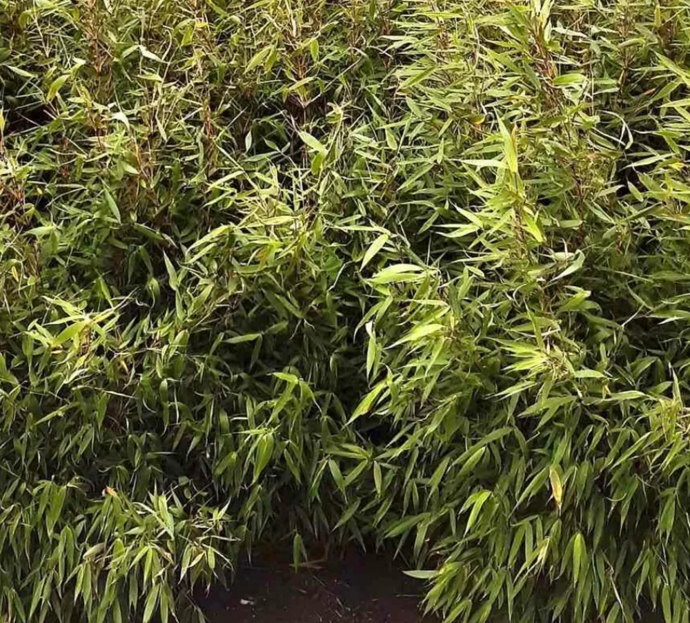 Jardintropic Bambous | - Fargesia robusta ?pingwu? (bambou non traçant) pot 10 litres - 100/120cm - 8/12 cannes