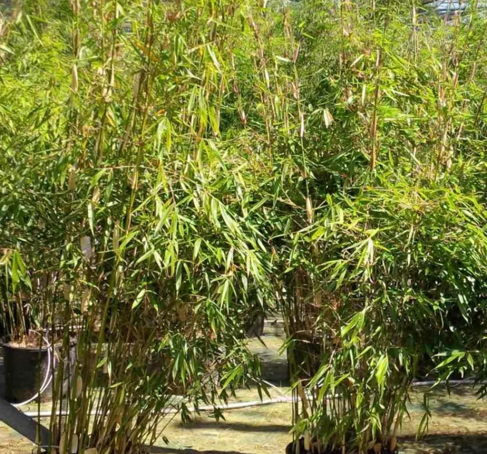 Jardintropic Bambous | - Fargesia robusta ?pingwu? (bambou non traçant) pot 10 litres - 80/100cm - 8/12 cannes