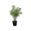 Jardintropic - Fargesia "rufa" (bambou non traçant) pot 15 litres - 80/100cm - 15/20 cannes New