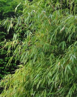 Jardintropic - Fargesia "rufa" (bambou non traçant) pot 10 litres - 100/120cm - 8/12 cannes Clearance