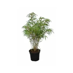 Jardintropic Bambous | - Fargesia "rufa" (bambou non traçant) pot 10 litres - 80/100cm - 8/12 cannes